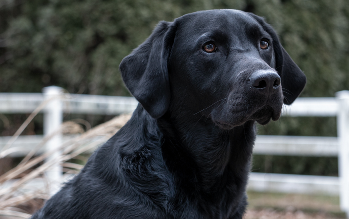 Labrador traits to love Labrador traits to love