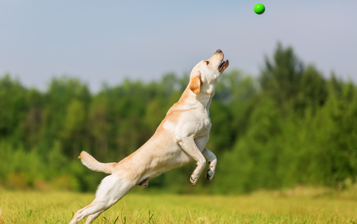 Exercise and trainability Exercise and trainability