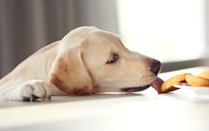 Hyperphagia (excessive hunger) Hyperphagia (excessive hunger)