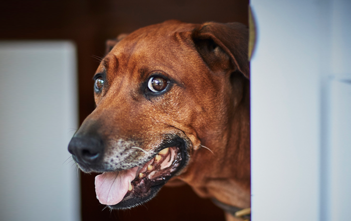 HubSpot Hero Banner - 700x440px - Anxious dog HubSpot Hero Banner - 700x440px - Anxious dog