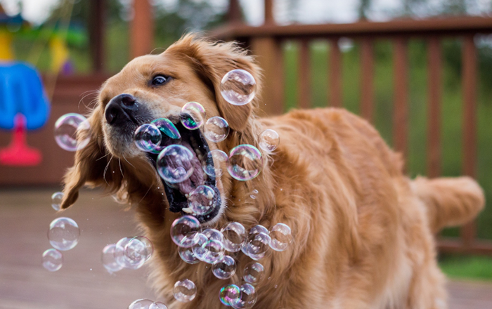 Bubble play Bubble play