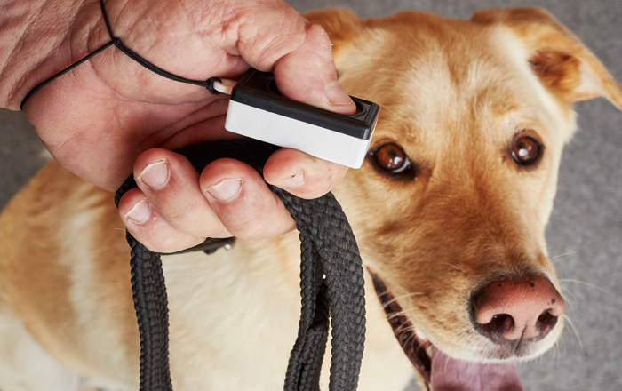 Clicker and lead Clicker and lead