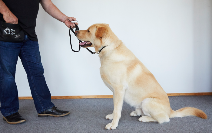 Clicker training Clicker training