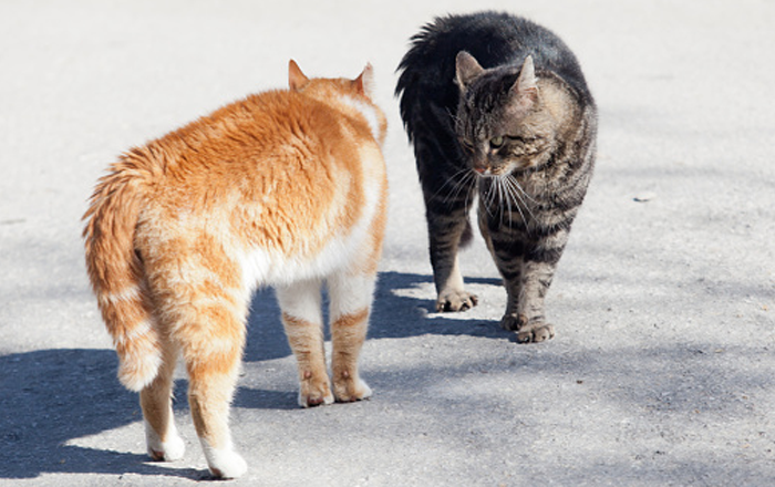 Consider stress from other cats Consider stress from other cats