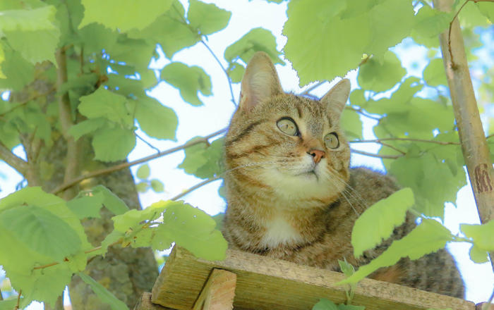Create high perches outside for your cat to enjoy Create high perches outside for your cat to enjoy