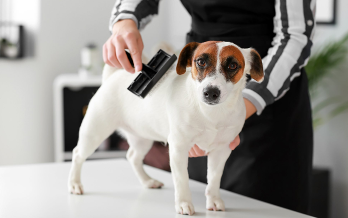 Dog brushing Dog brushing