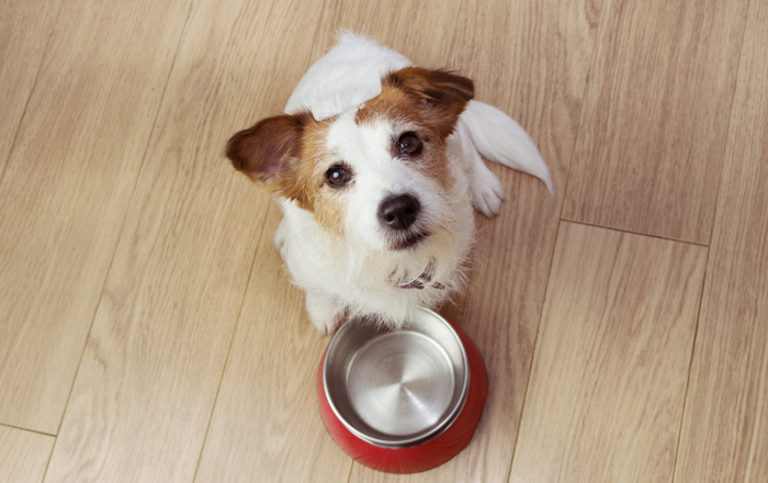 Food bowl Food bowl