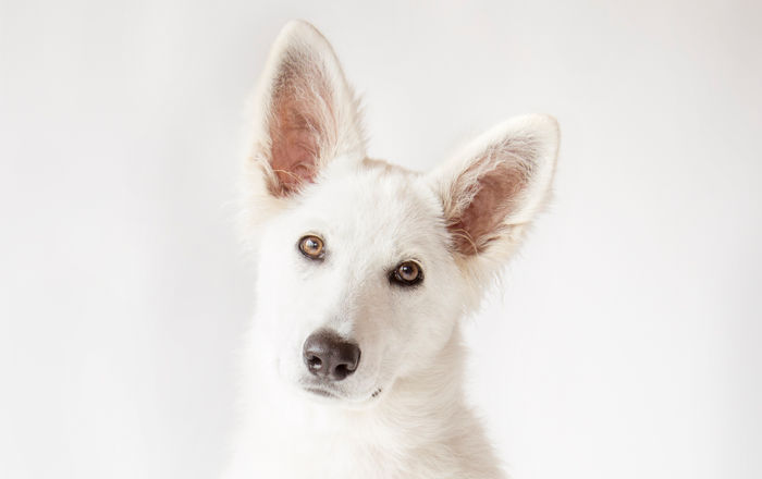 Guard breeds like this German Shepherd need good early socialisation Guard breeds like this German Shepherd need good early socialisation