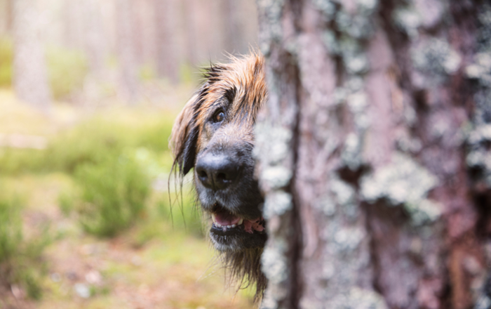 Hide and seek 1 Hide and seek 1