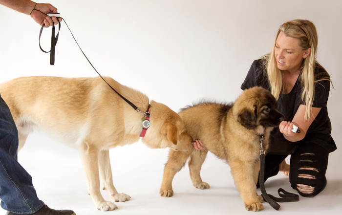 HubSpot Hero Banner - 700x440px - Intro Dog-Dog 3 HubSpot Hero Banner - 700x440px - Intro Dog-Dog 3