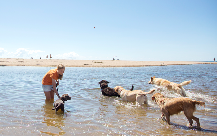 Keep new experiences positive, don't give your pup a fright Keep new experiences positive, don't give your pup a fright