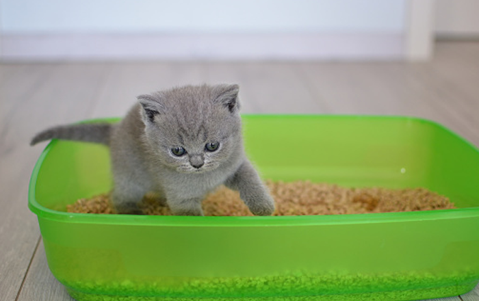 Litterbox Litterbox