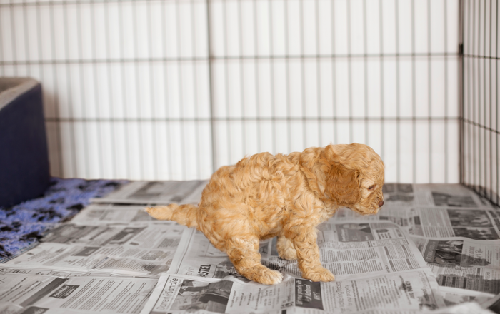 Play pen with newspaper for house training Play pen with newspaper for house training