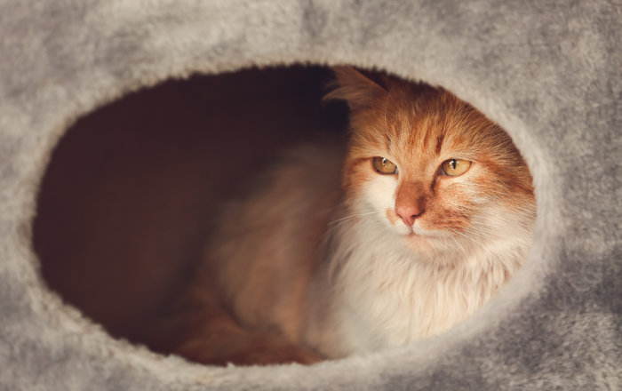 Provide safe hideouts around the home Provide safe hideouts around the home