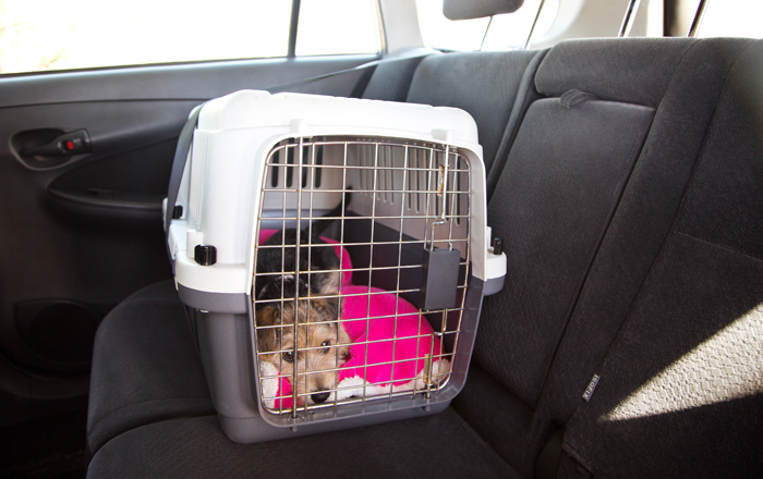 Pup travelling in car crate Pup travelling in car crate