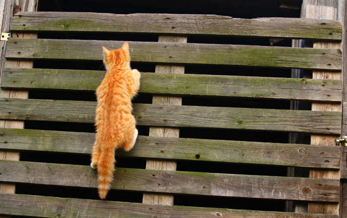 Repurpose old items to make a fun outdoor environment for your cat Repurpose old items to make a fun outdoor environment for your cat