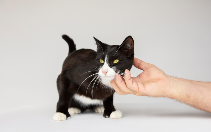 Stroke cats where they like Stroke cats where they like