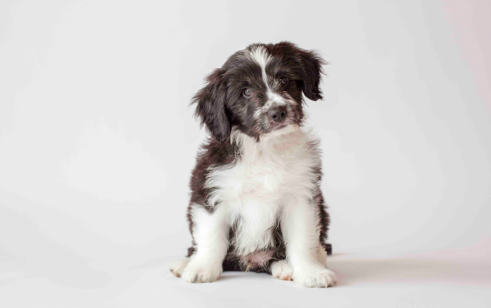 This Border Collie cross will need plenty of activity as it grows This Border Collie cross will need plenty of activity as it grows