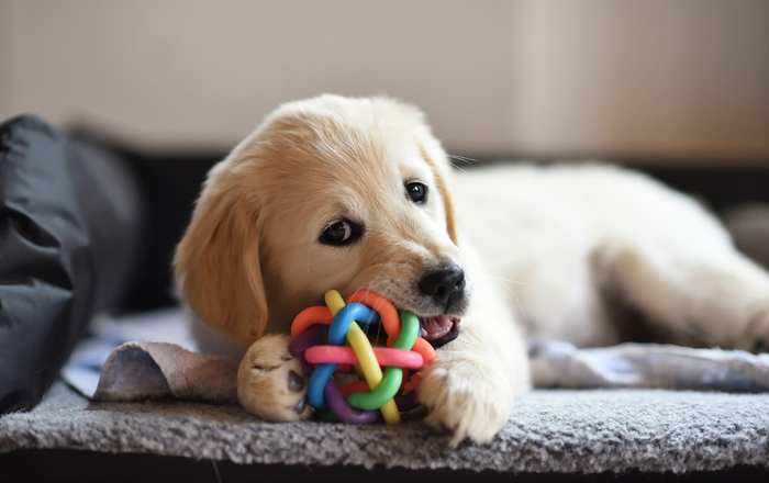 Toy Toy