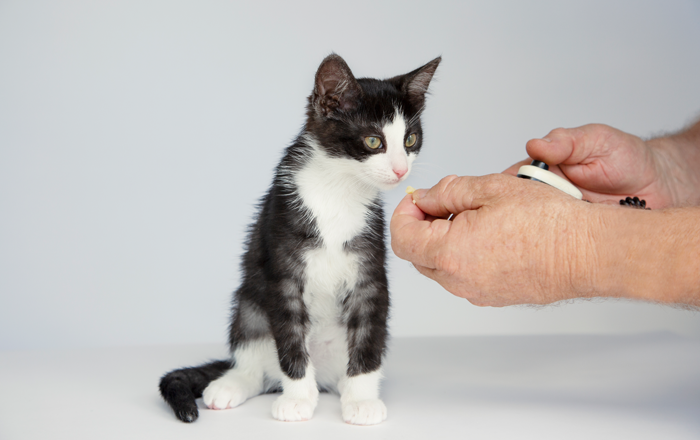 Try clicker training Try clicker training