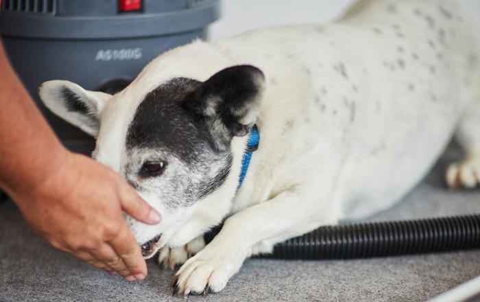 Use treats to help your pet slowly get used to new things like vacuums Use treats to help your pet slowly get used to new things like vacuums
