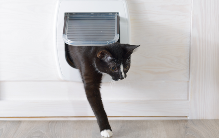 Teach your cat to use a cat door